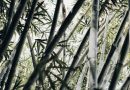Bambusstrømper – Naturens Luksus